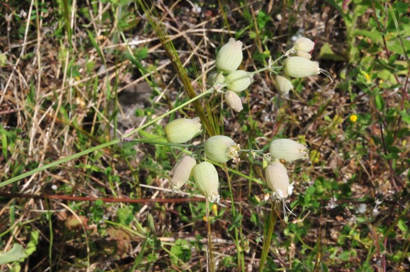 Silene vulgaris